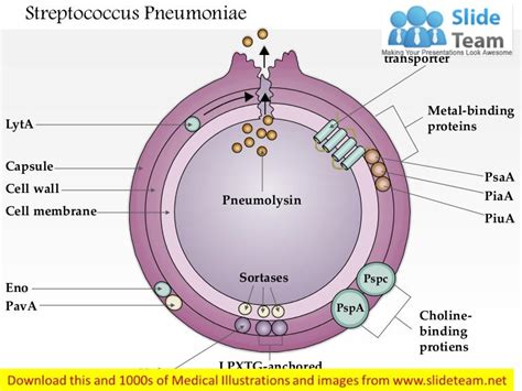 streptococcus pneumoniae model structure