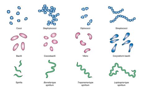 streptococcus pneumoniae spirilla shape