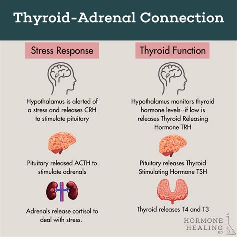 stress and thyroid function