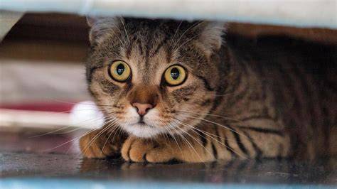Stressed cat