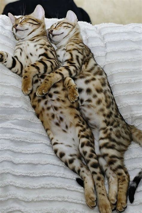 stretched pussies