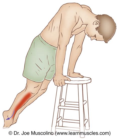 stretching the tibialis anterior