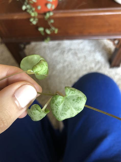 help! what keeps happening to my string of hearts. The leaves always