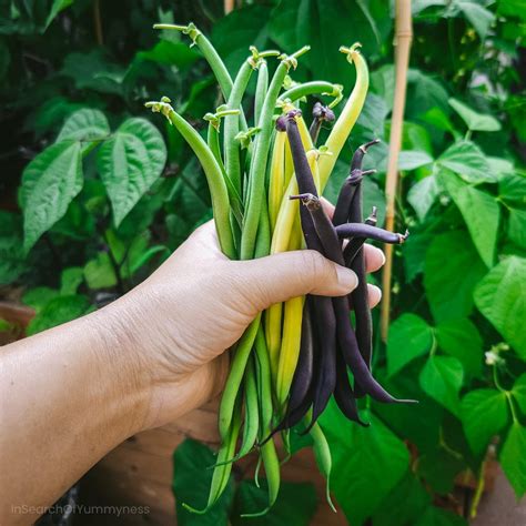 String Beans Easy To Grow