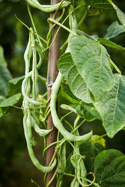 String Beans Garden