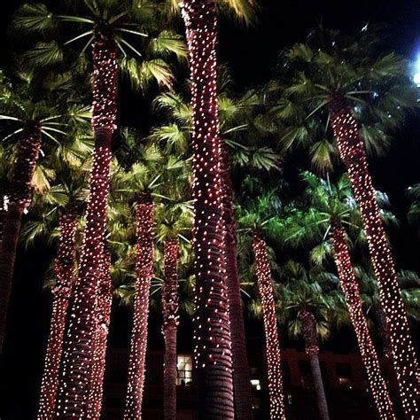 String Christmas Lights On Palm Tree