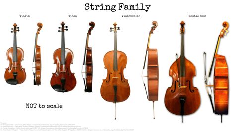 String Instruments Make Up The Largest Section Of An Orchestra
