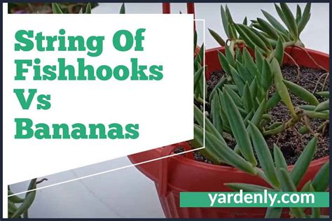 Senecio String of Bananas String of Fishhooks Etsy