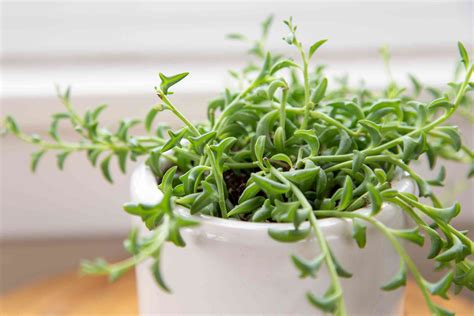 Senecio String of Dolphins Succulents for Sale