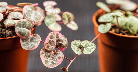 String Of Hearts Grow Light