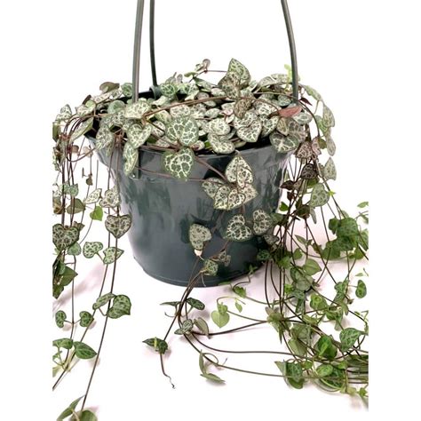 String Of Hearts Hanging Basket