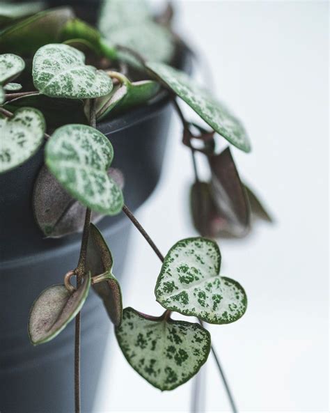 String Of Hearts In Leca