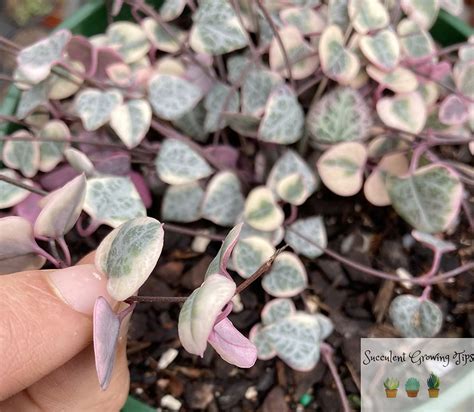 String Of Hearts Leaves Curling