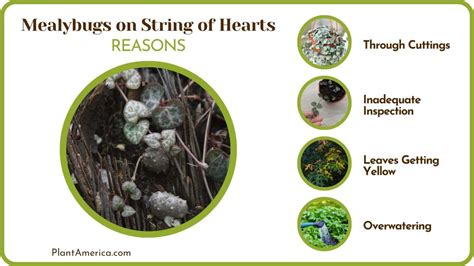String Of Hearts Mealybugs