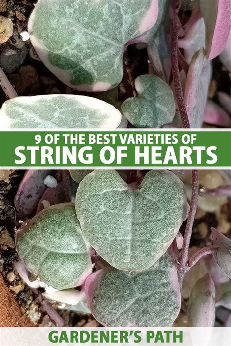 String Of Hearts Name