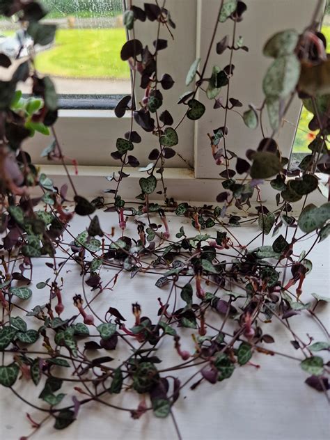 String Of Hearts Reddit