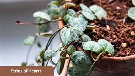 String Of Hearts Requirements