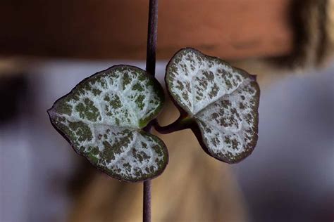 String Of Hearts Soft Leaves
