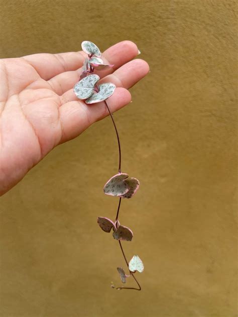 String Of Hearts Variegated Propagation