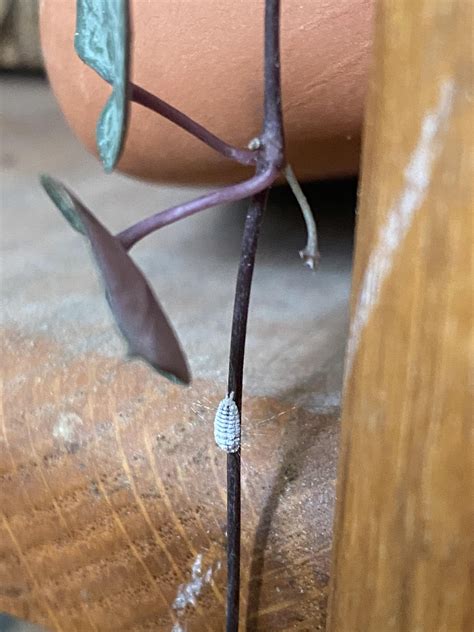 String Of Hearts White Fuzz