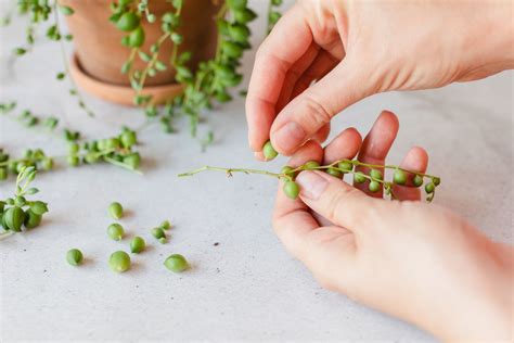 String Of Pearls How To Propagate
