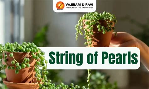 String Of Pearls Initiative