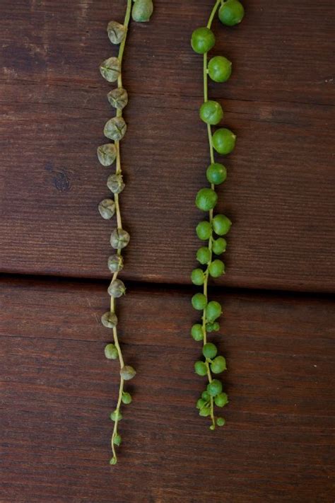 String Of Pearls Looking Deflated