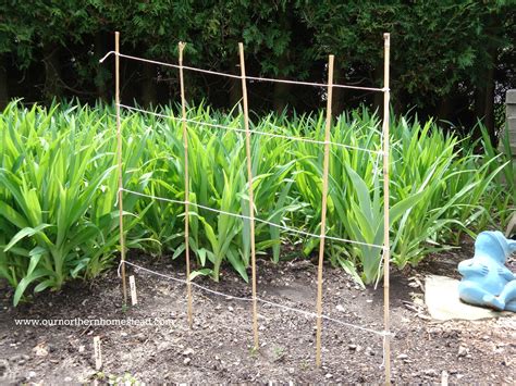 String Trellis For Peas