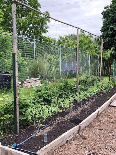 String Trellis Tomatoes