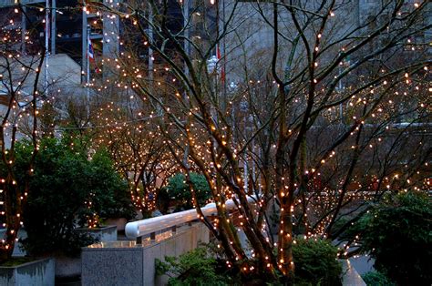 Stringing Lights On A Tree