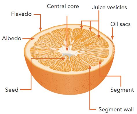 stringy parts of oranges