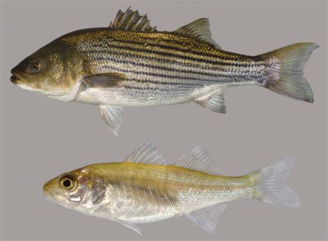 striped bass fish