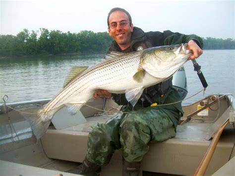 Striper Fishing Ct River