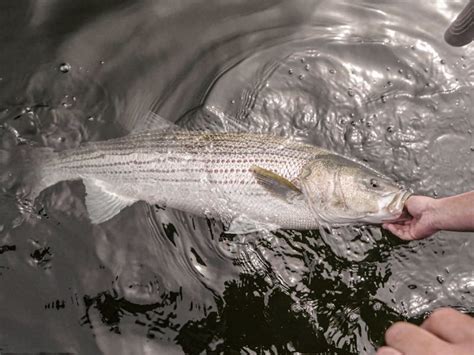 Striper Report Ct River
