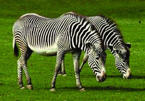 stripes pattern in nature examples