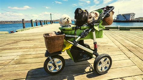 Strollers For Medium Sized Dogs