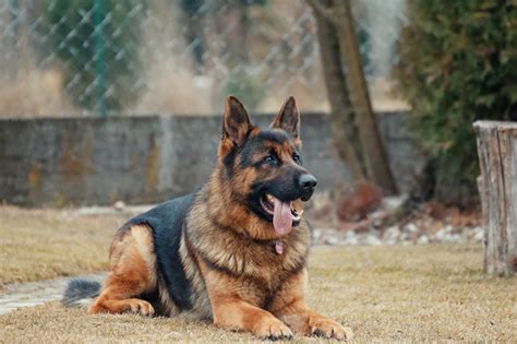 strong german shepherd
