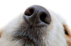 A dog's five senses are better than ours Pet Samaritans Dogs, Kinds