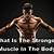 strongest muscle in the body