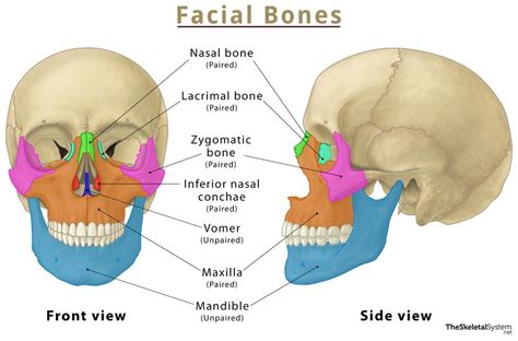 strongest bone in the face