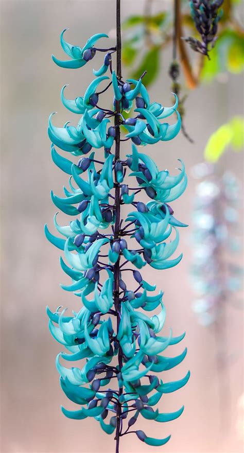 Strongylodon macrobotrys (Jade Vine4) Richard Lyons Nursery, Inc.