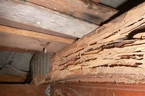 structural damage from termites