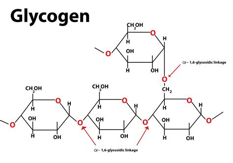 What Is Starch, Glycogen, Cellulose, and Chitin KetoVegan