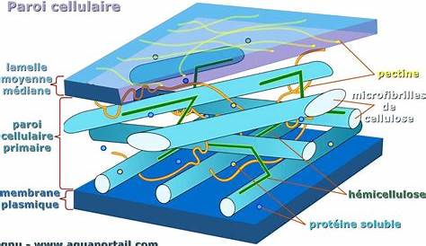 Paroi cellulaire définition et explications