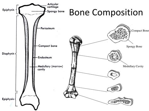 structure and composition of bone ppt
