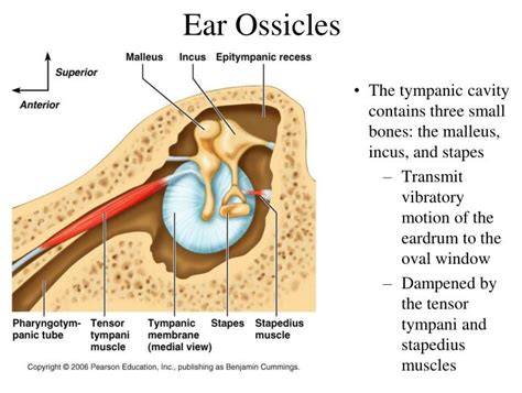 structure and function of auditory ossicles