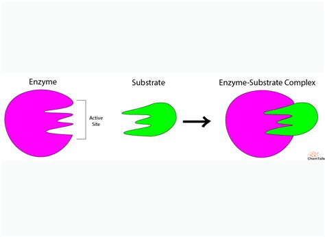 Structure And Function Of Biological Molecules Enzymes