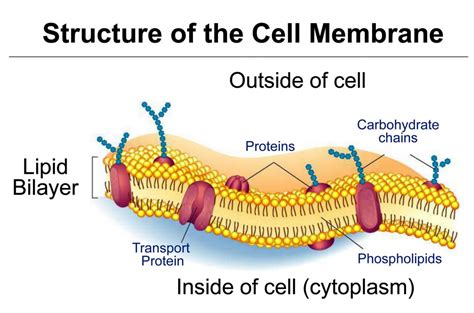 structure and function of cell membrane class 9