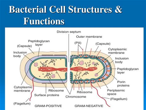 structure and function of cell membrane in bacteria