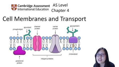 structure and function of cell surface membrane a level biology